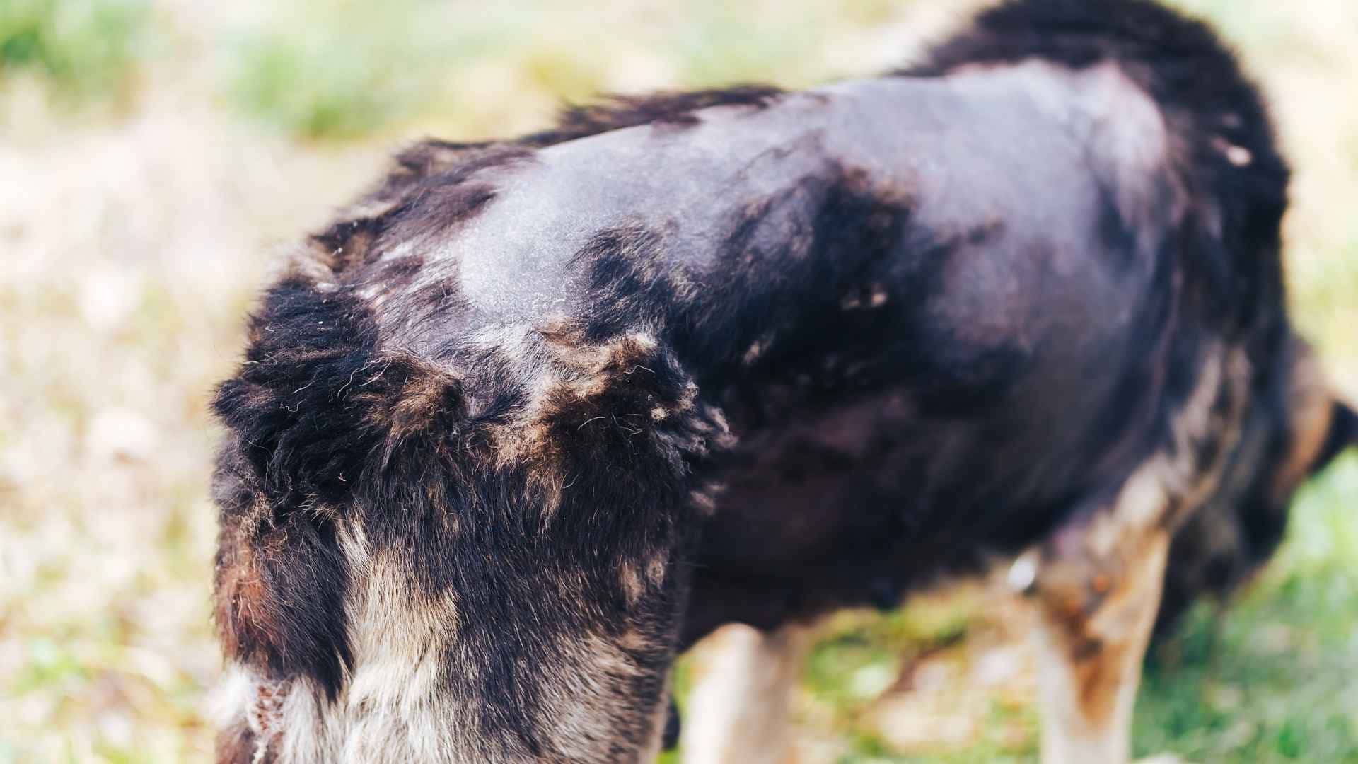 foto de perro cpn calva